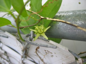 Corkystem passionflower